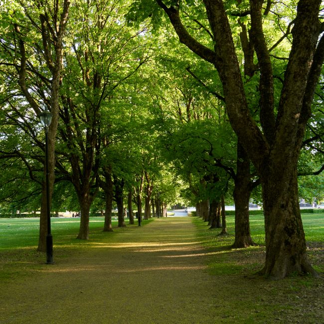 A public park scene with a paved winding pathway surrounded by fallen autumn leaves on the grass, two bare deciduous trees with textured trunks and branches, and empty park benches made of metal and w