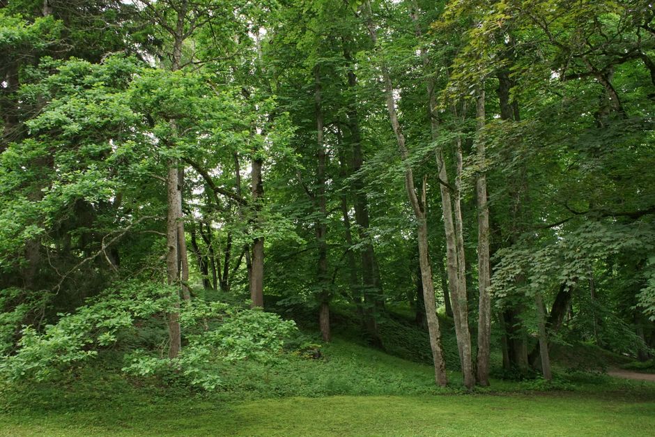 A lush, green wooded area with tall deciduous trees featuring slender trunks and abundant foliage, situated on gently sloping ground covered with grass. The scene shows the natural environment where a home relocation or furniture transport process may take place, with no visible vehicles or equipment present. The sunlight filters through the dense canopy, illuminating the vibrant greenery, which provides a calm backdrop for an outdoor moving operation such as loading or unloading items in a residential moving service by Man with Van Grove Park. An open space at the fringe of the forest suggests the edge of a property, suitable for loading items into a van or moving trucks for house removals. The overall setting emphasizes a quiet, natural environment associated with local and professional house removal activities.