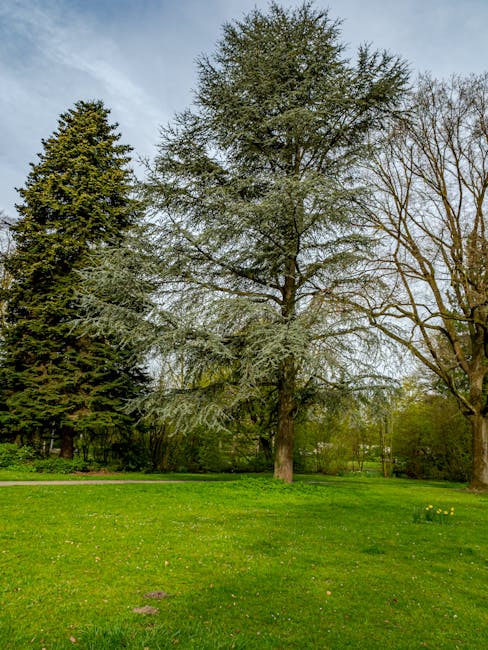 A lush, green wooded area with tall deciduous trees featuring slender trunks and abundant foliage, situated on gently sloping ground covered with grass. The scene shows the natural environment where a home relocation or furniture transport process may take place, with no visible vehicles or equipment present. The sunlight filters through the dense canopy, illuminating the vibrant greenery, which provides a calm backdrop for an outdoor moving operation such as loading or unloading items in a residential moving service by Man with Van Grove Park. An open space at the fringe of the forest suggests the edge of a property, suitable for loading items into a van or moving trucks for house removals. The overall setting emphasizes a quiet, natural environment associated with local and professional house removal activities.