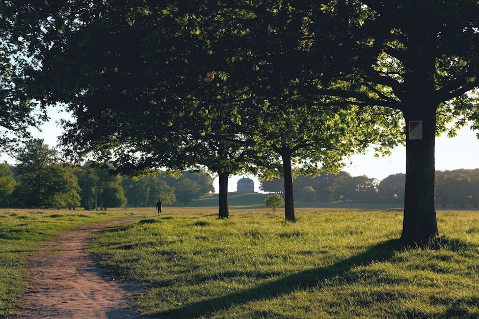 A tranquil park scene with a dirt pathway meandering through a grassy area, lined by tall deciduous trees with dense green foliage casting long shadows on the ground. In the background, a person is walking along the path, and more trees extend into the distance, creating a lush, open space. The sky is clear and bright, suggesting daytime with natural sunlight illuminating the scene. The park appears well-maintained, suitable for outdoor relaxation or leisurely walks. The environment, characterized by the presence of mature trees and open grass, supports the context of house removals or moving services by illustrating an accessible outdoor setting where a moving van from Man with Van Grove Park could be parked nearby, ready for the furniture and boxes to be loaded for relocation.